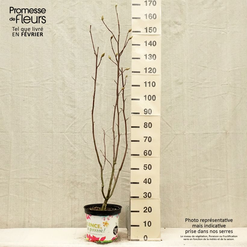 Spécimen de Magnolia Manchu Fan Pot de 7,5L/10L tel que livré en hiver