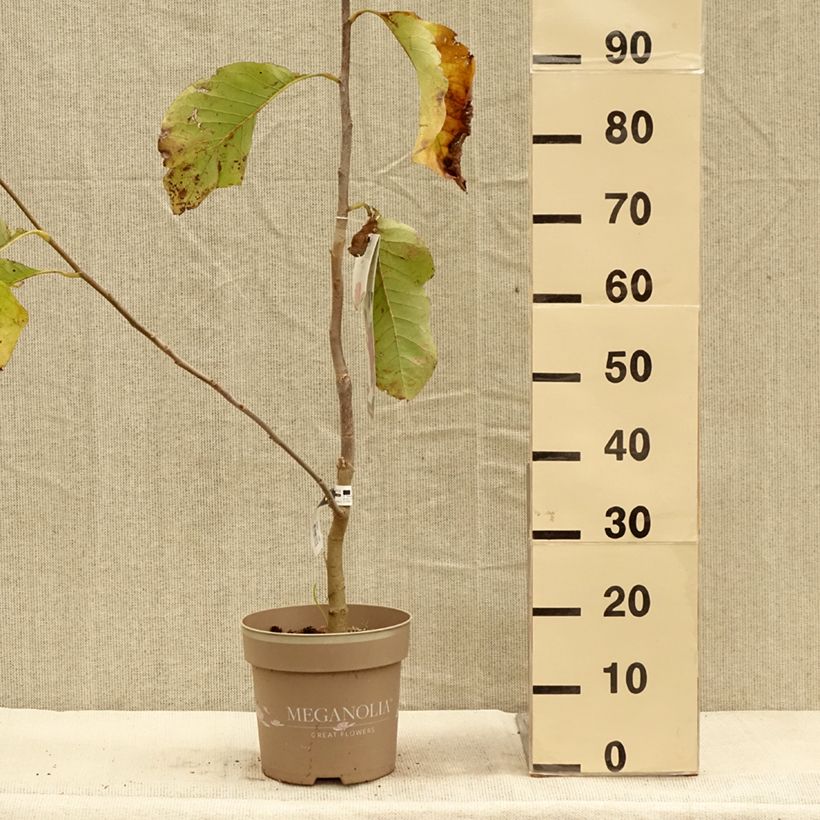 Spécimen de Magnolia Meganolia Pot de 4L/5L tel que livré en automne