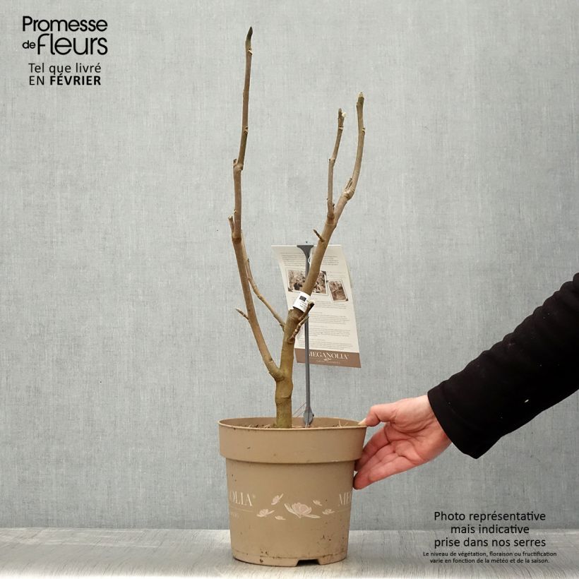Spécimen de Magnolia Meganolia Pot de 4L/5L tel que livré en hiver