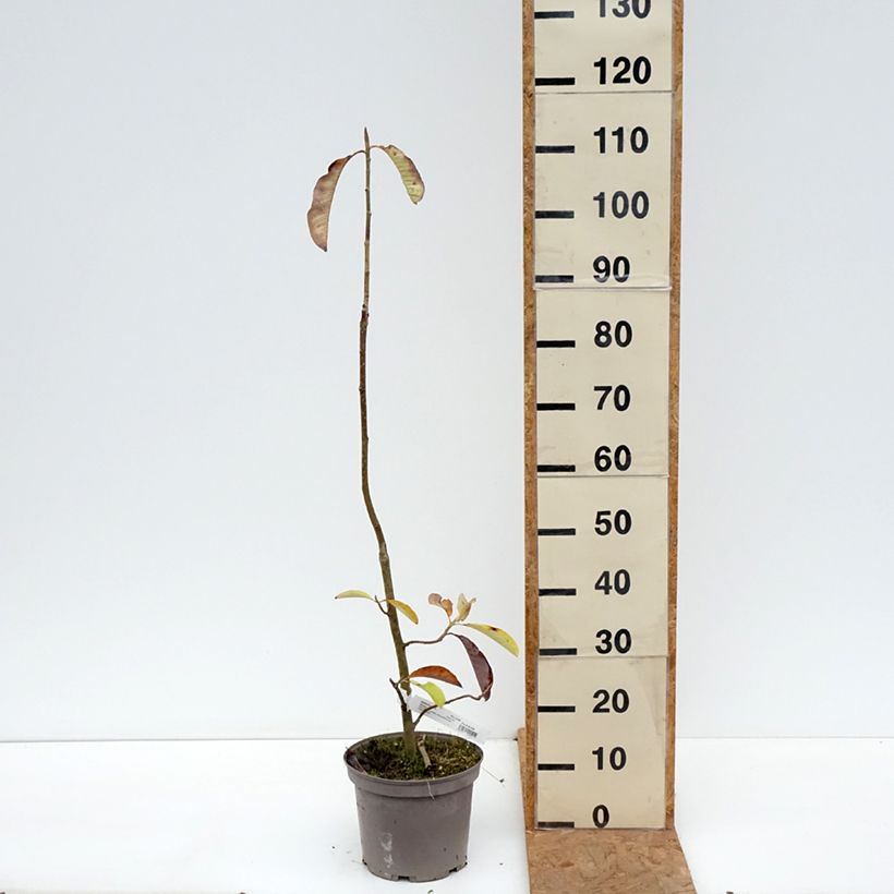 Spécimen de Magnolia officinalis - Magnolia officinal Pot de 4L/5L tel que livré en automne