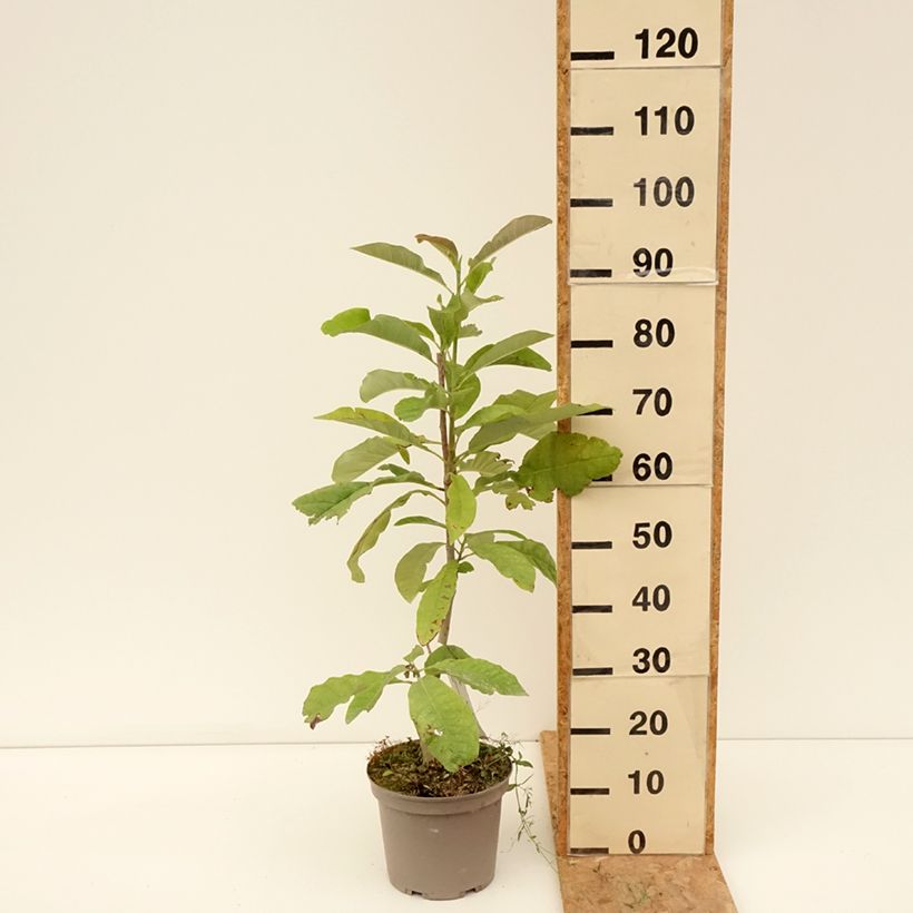 Spécimen de Magnolia officinalis - Magnolia officinal Pot de 4L/5L tel que livré en été