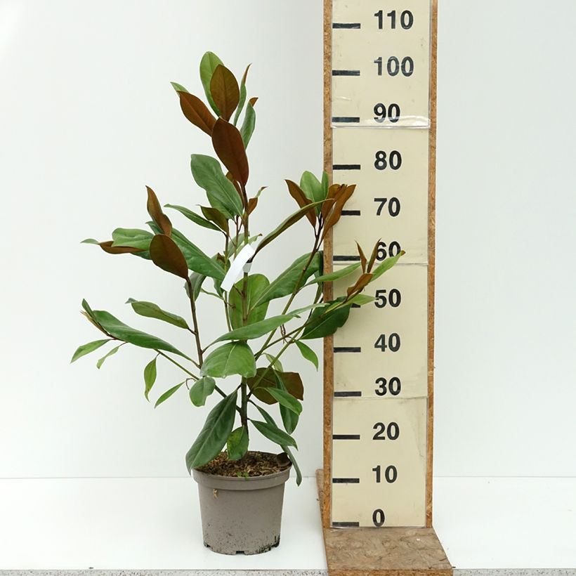Spécimen de Magnolia persistant D.d. blanchard - Magnolias grandiflora Pot de 4L/5L tel que livré en été
