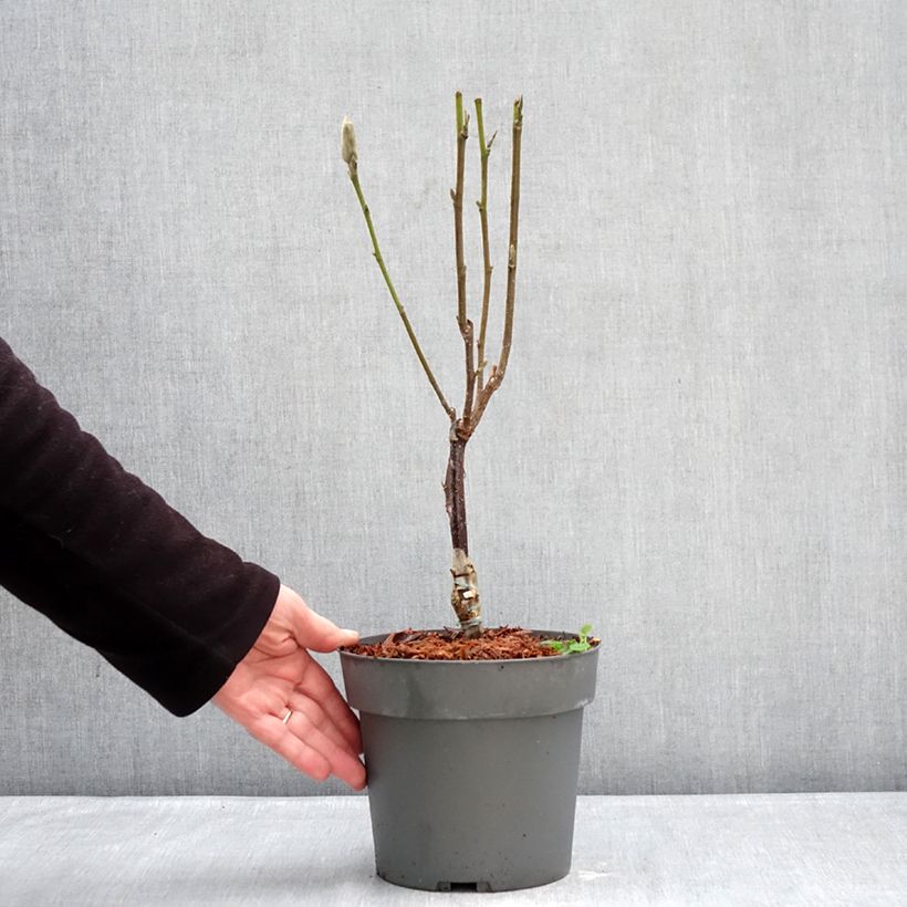 Spécimen de Magnolia Pink Pyramid Pot de 3L/4L tel que livré en hiver