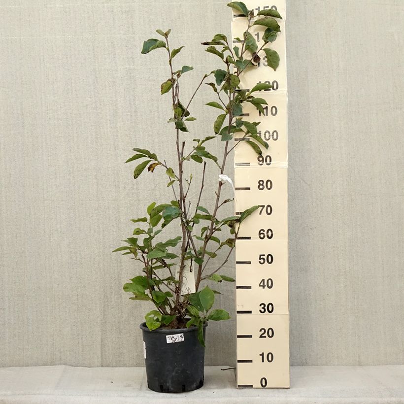 Spécimen de Magnolia soulangeana Alba Superba Pot de 6L/7L tel que livré en automne