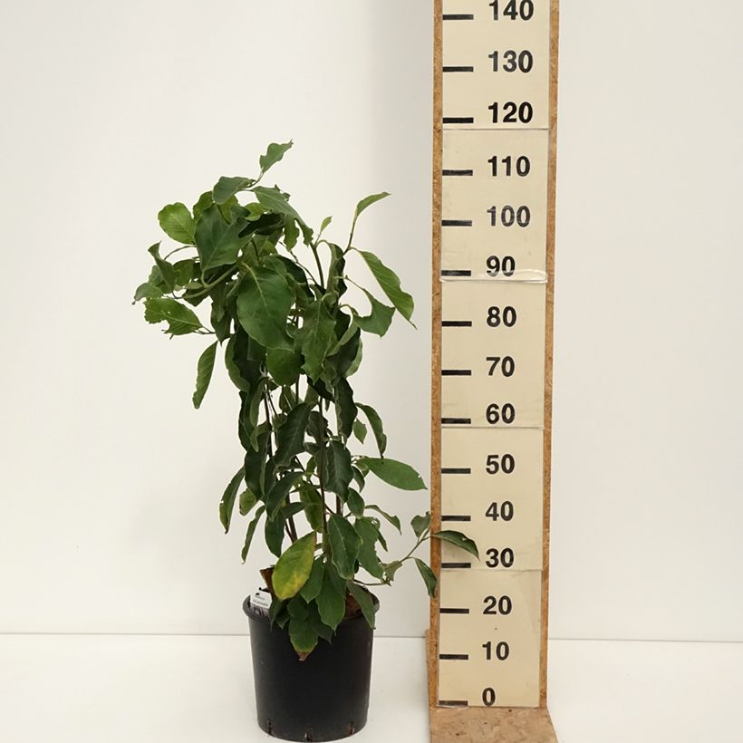Spécimen de Magnolia soulangeana  - Magnolia de Soulange Pot de 7,5L/10L tel que livré en été