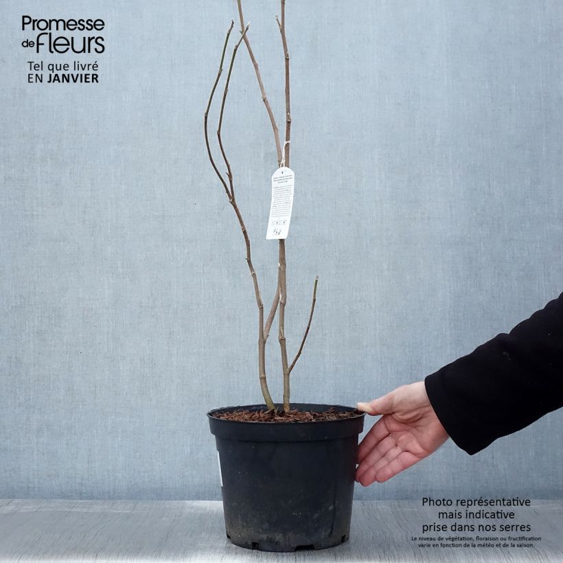 Spécimen de Magnolia soulangeana Rustica Rubra Pot de 7,5L/10L tel que livré en hiver