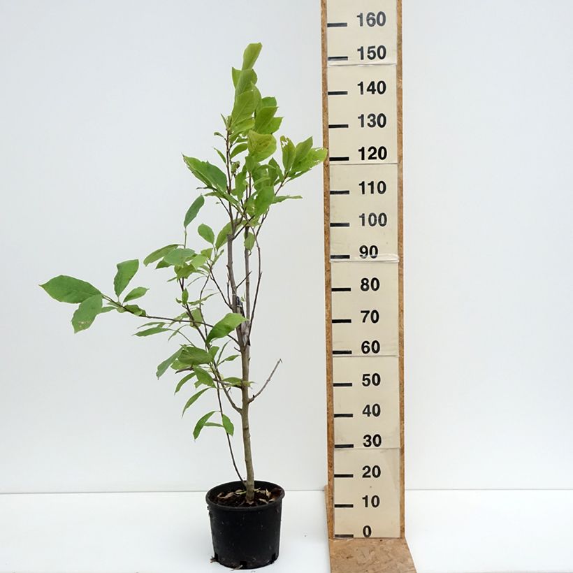 Spécimen de Magnolia soulangeana Rustica Rubra Pot de 7,5L/10L tel que livré en été
