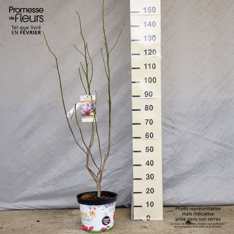 Spécimen de Magnolia Star Wars - Magnolia campbellii (x) liliiflora Pot de 7,5L/10L tel que livré en hiver