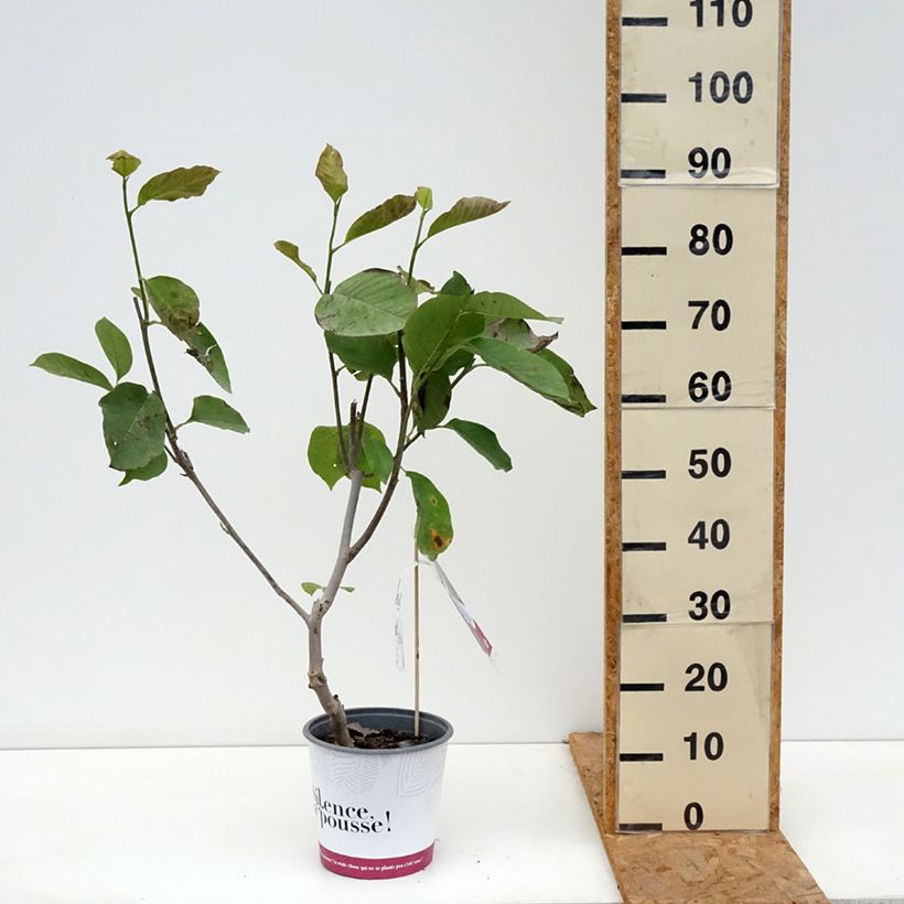 Spécimen de Magnolia Star Wars - Magnolia campbellii (x) liliiflora Pot de 4L/5L tel que livré en automne