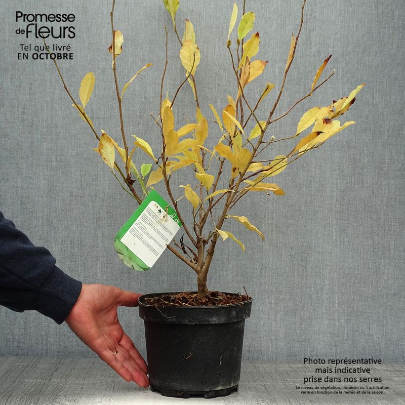 Spécimen de Magnolia stellata - Magnolia étoilé Pot de 2L/3L tel que livré en automne