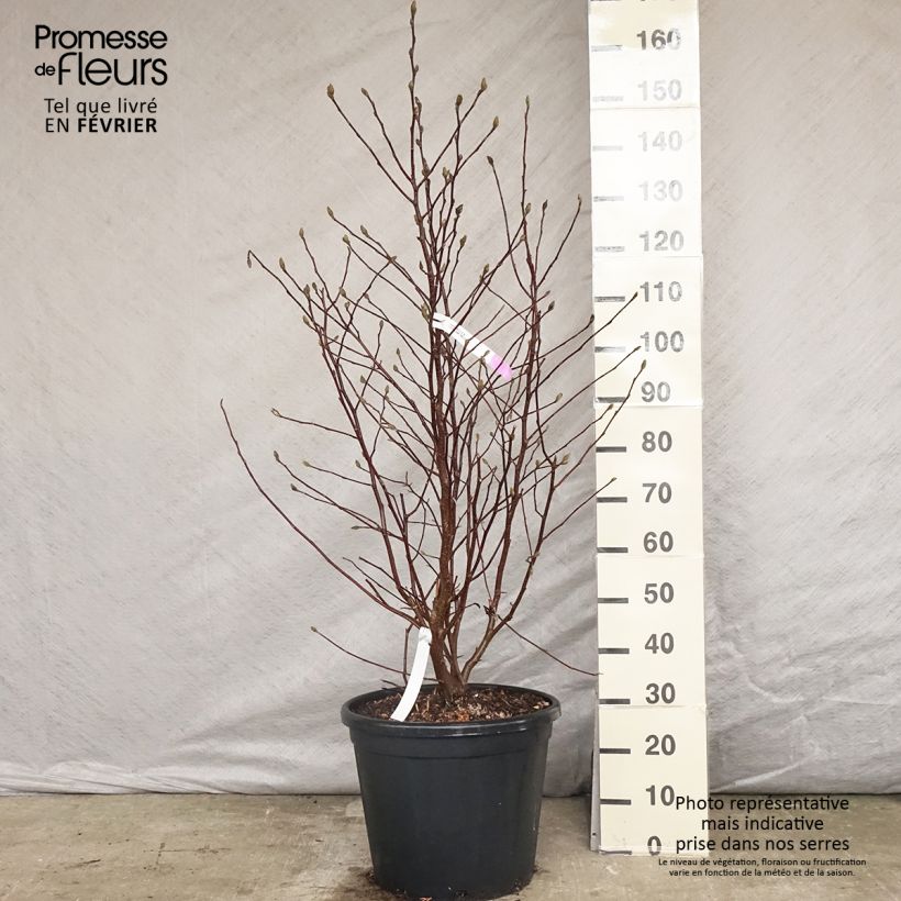 Spécimen de Magnolia stellata - Magnolia étoilé Pot de 20L/25L tel que livré en hiver
