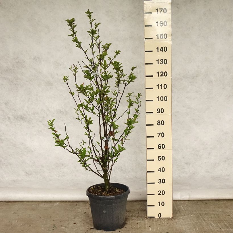 Amostra de Magnolia stellata Vaso de 20 L/25 L tal como entregue na primavera
