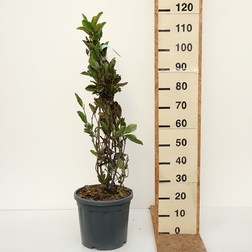 Spécimen de Magnolia stellata Rosea - Magnolia étoilé Pot de 18L/20L tel que livré en automne