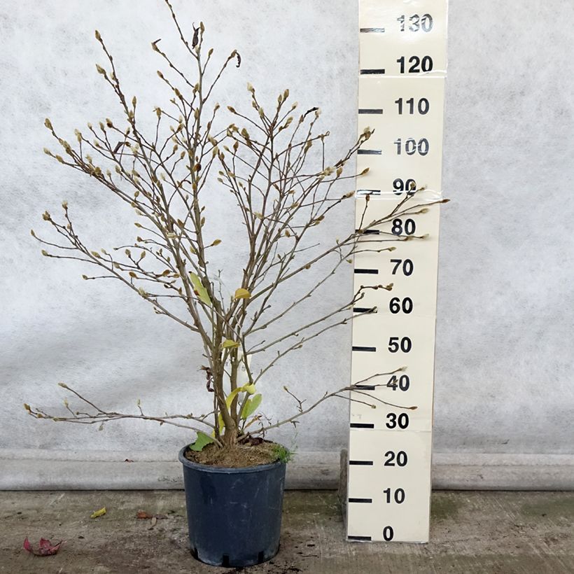 Spécimen de Magnolia stellata Royal Star  - Magnolia étoilé Pot de 12L/15L tel que livré en automne