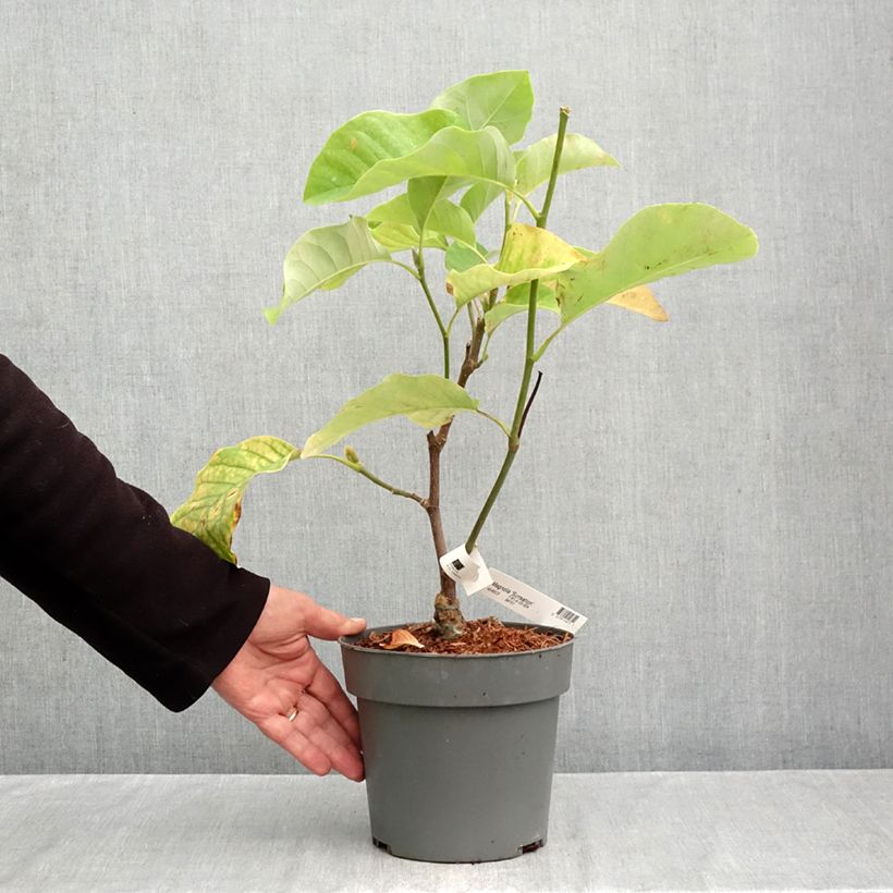 Spécimen de Magnolia Sunsation Pot de 3L/4L tel que livré en automne