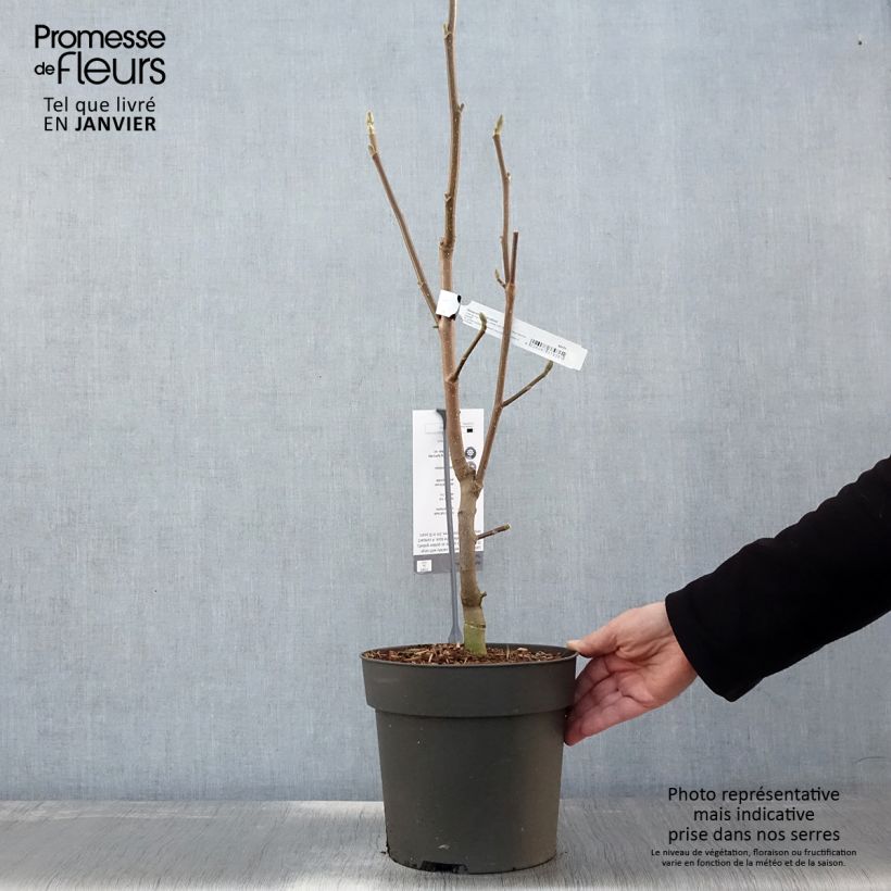 Spécimen de Magnolia Sunsation Pot de 3L/4L tel que livré en hiver