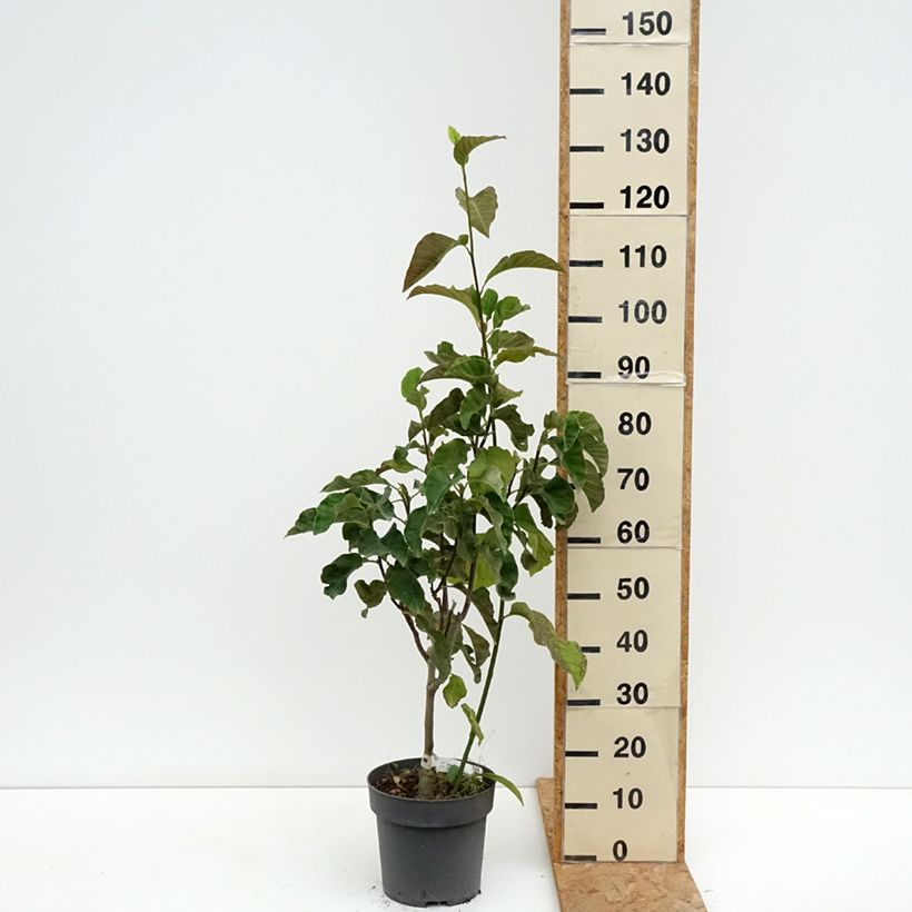 Spécimen de Magnolia Sunspire Pot de 6L/7L tel que livré en été