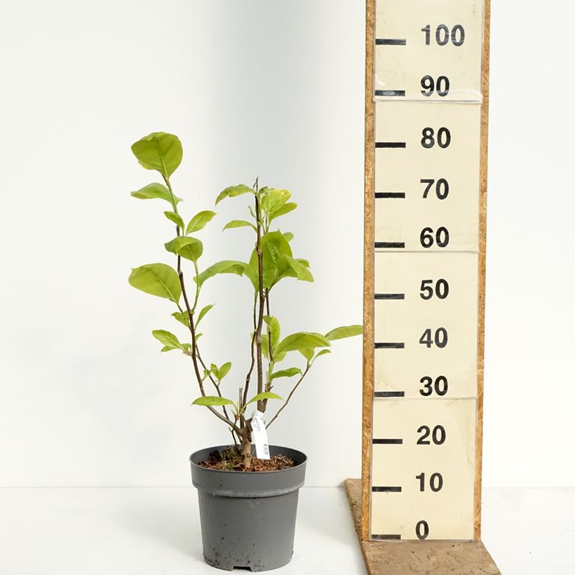 Spécimen de Magnolia Sunspire Pot de 6L/7L tel que livré au printemps