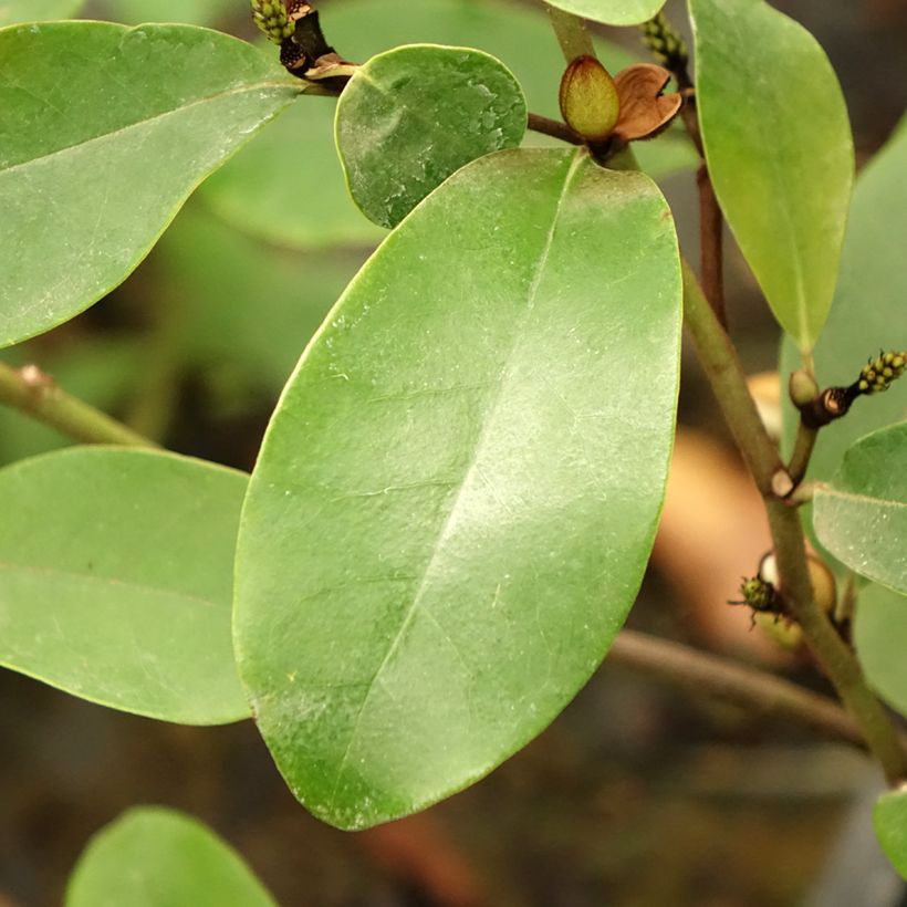 Magnolia White Caviar (Feuillage)