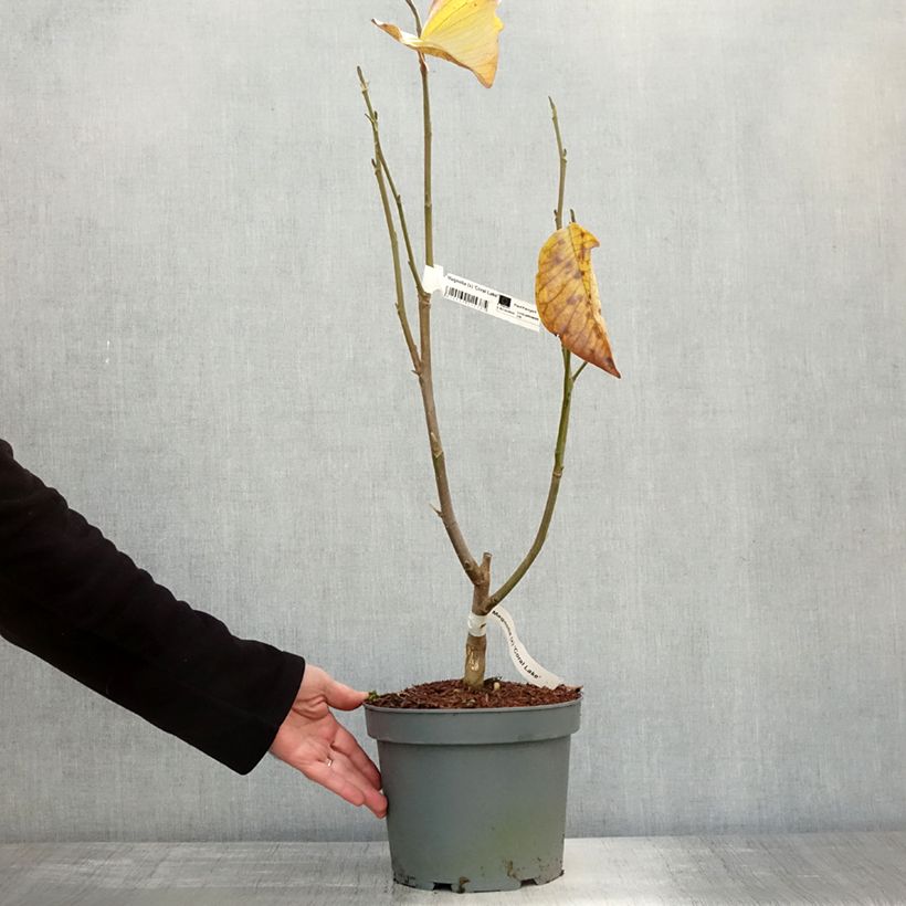 Spécimen de Magnolia x Coral Lake Pot de 3L/4L tel que livré en automne