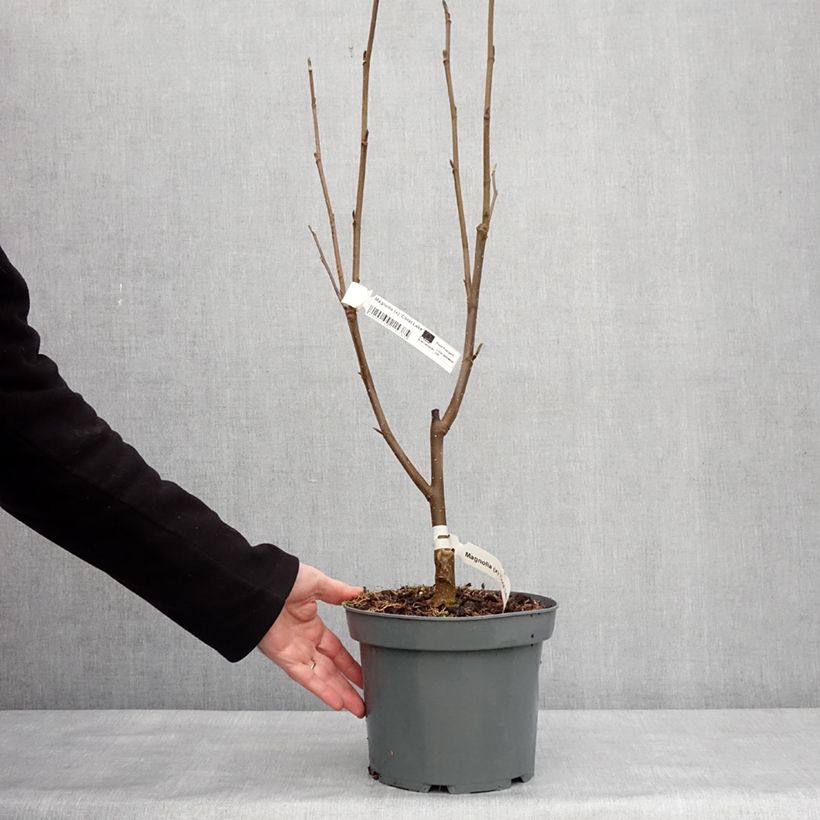 Spécimen de Magnolia x Coral Lake Pot de 3L/4L tel que livré en hiver