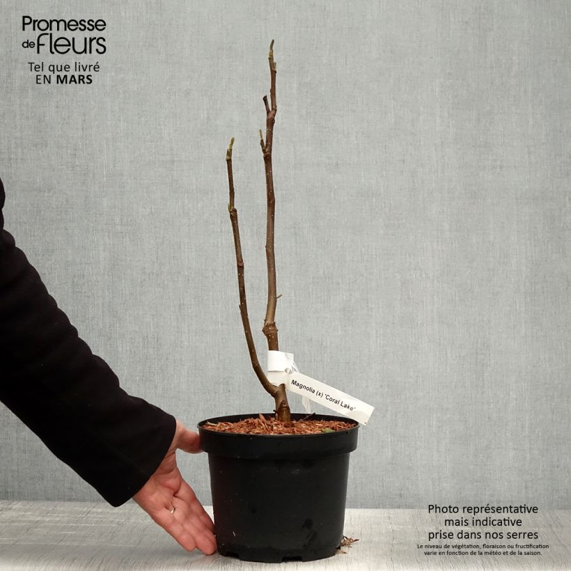 Spécimen de Magnolia x Coral Lake Pot de 3L/4L tel que livré au printemps