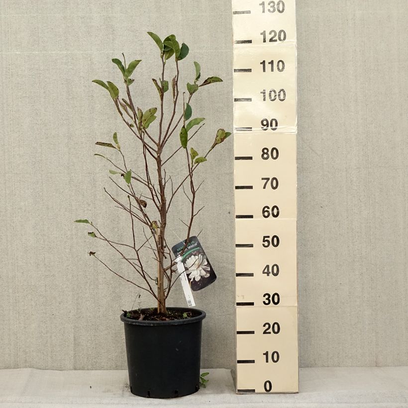 Spécimen de Magnolia loebneri Wildcat Pot de 6L/7L tel que livré en automne