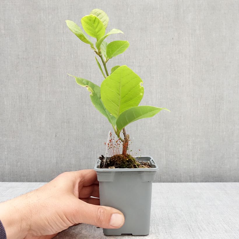 Spécimen de Magnolia x soulangeana Cameo  Pot de 12 cm / 13 cm tel que livré au printemps