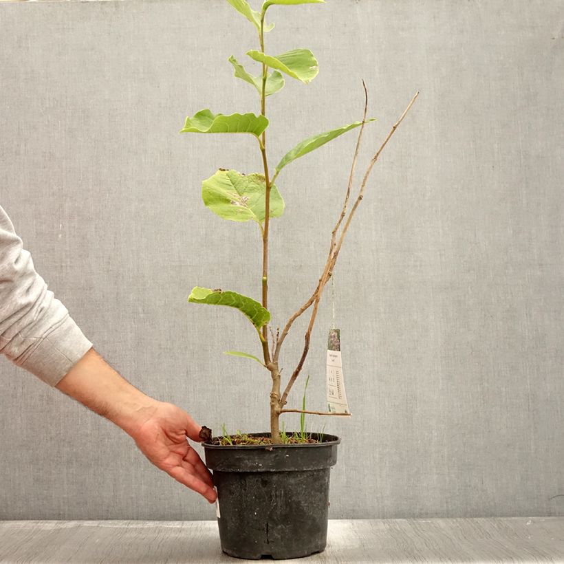 Spécimen de Magnolia soulangeana Lennei Pot de 4L/5L tel que livré en automne