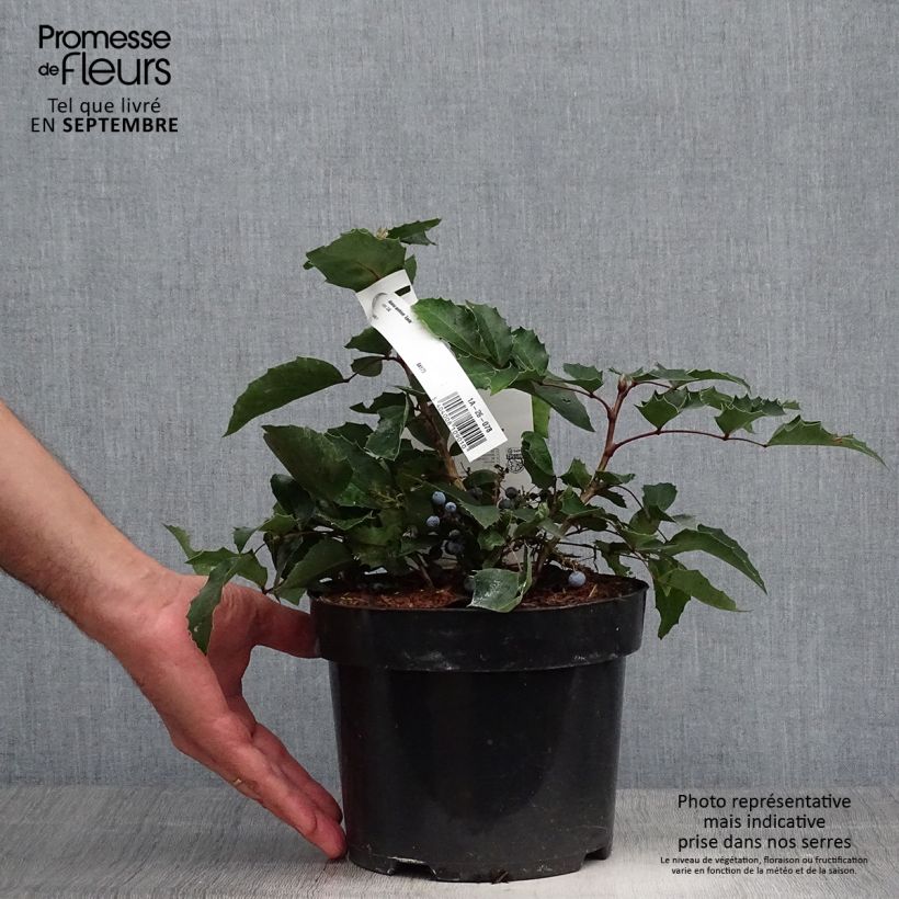Spécimen de Mahonia aquifolium Apollo Pot de 2L/3L tel que livré en automne
