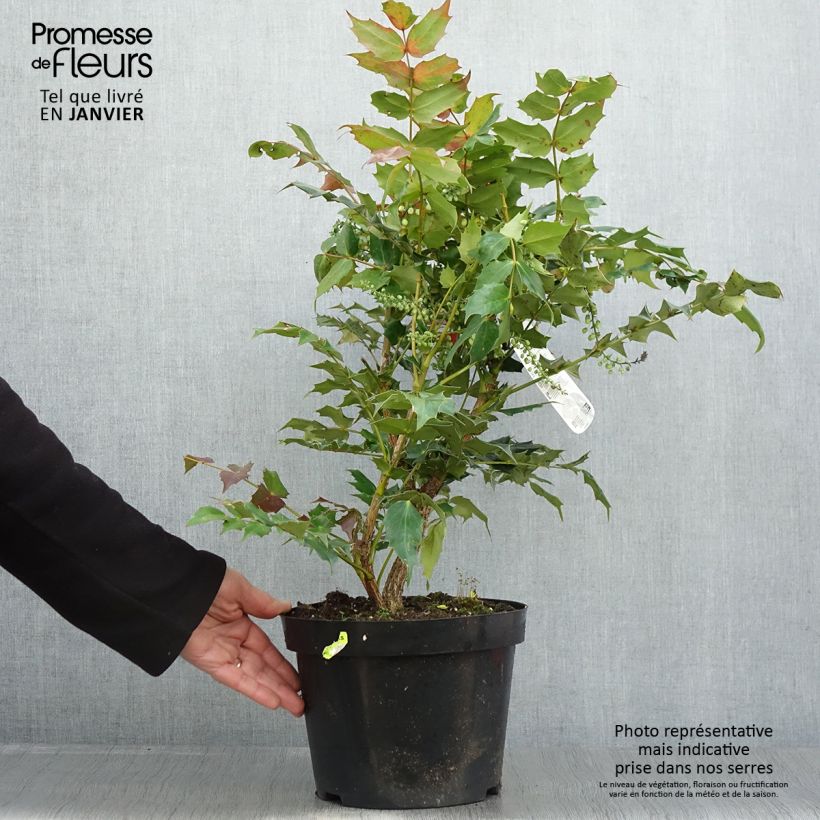 Spécimen de Mahonia bealei Pot de 7,5L/10L tel que livré en hiver
