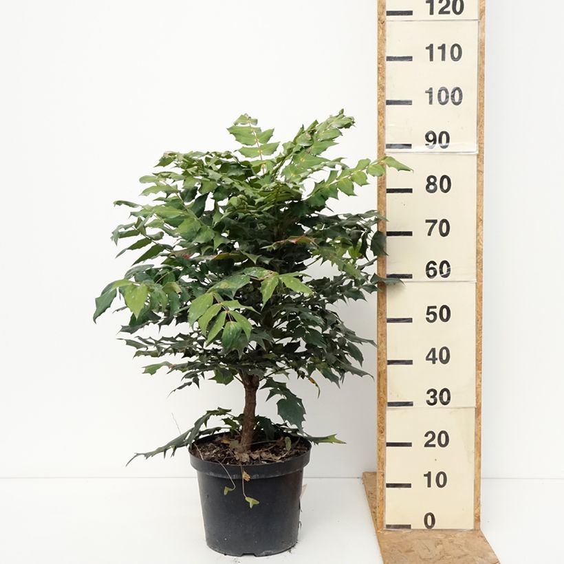 Spécimen de Mahonia bealei Pot de 7,5L/10L tel que livré en automne