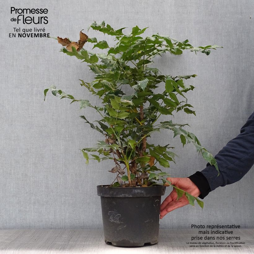 Spécimen de Mahonia Japonica Hivernant Pot de 7,5L/10L tel que livré en automne