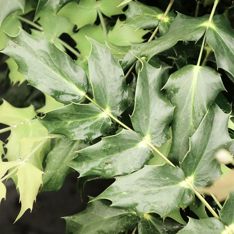 Mahonia Japonica Hivernant (Feuillage)