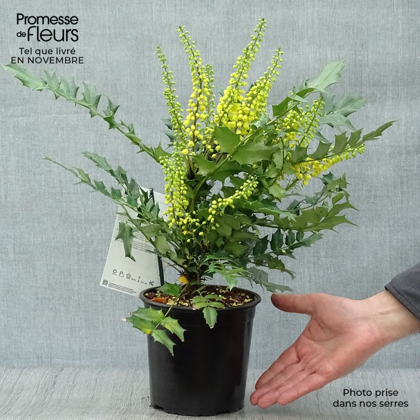 Spécimen de Mahonia (x) media Charity Pot de 2L/3L tel que livré en automne