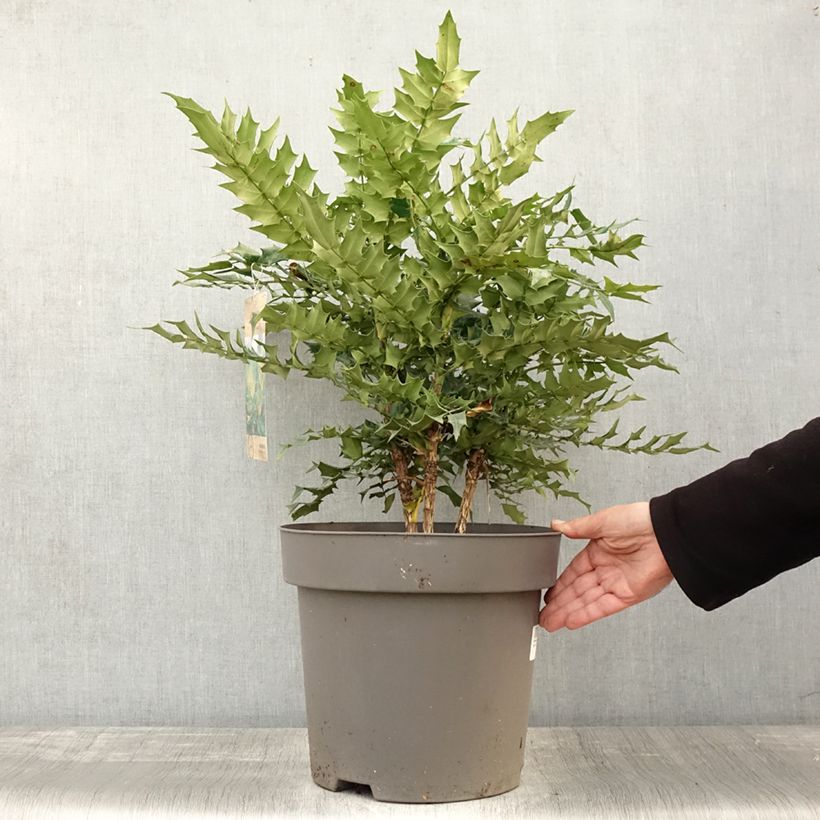Spécimen de Mahonia media Winter Sun Pot de 7,5L/10L tel que livré en automne