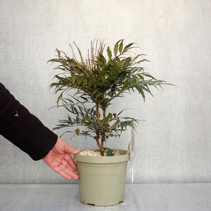 Spécimen de Mahonia Meteor Pot de 3L/4L tel que livré en hiver