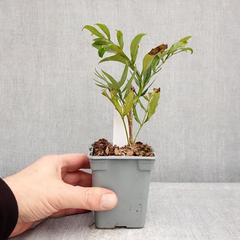 Spécimen de Mahonia sinensis - Mahonia de Chine Godet de 8/9 cm tel que livré en hiver