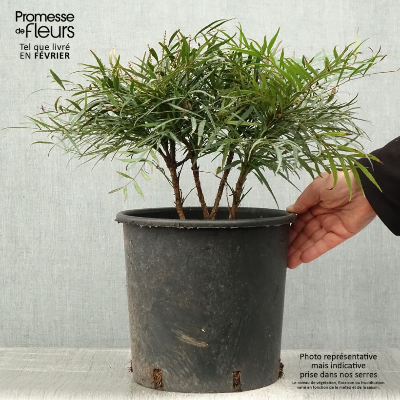 Spécimen de Mahonia Soft Caress - Mahonia hybride Pot de 7,5L/10L tel que livré en hiver