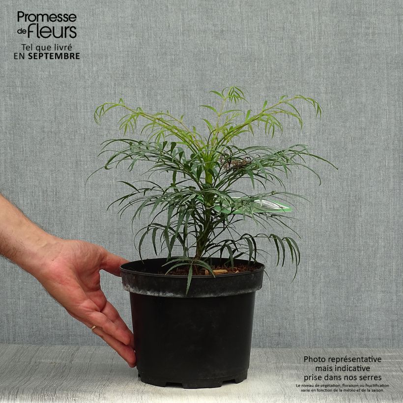 Spécimen de Mahonia Soft Caress - Mahonia hybride Pot de 3L/4L tel que livré en automne