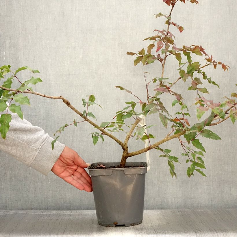 Spécimen de Mahonia (x) wagneri Pinnacle Pot de 4L/5L tel que livré en automne