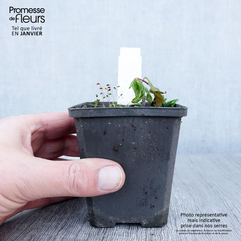 Spécimen de Maianthemum bifolium - Maianthème à deux feuilles Godet de 8/9 cm tel que livré en hiver