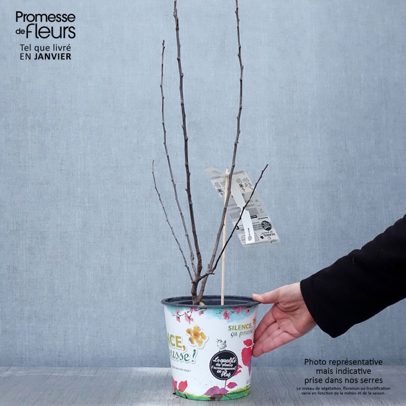 Spécimen de Malus Appletini (Gulliver) - Pommier d'ornement  Pot de 4L/5L tel que livré en hiver