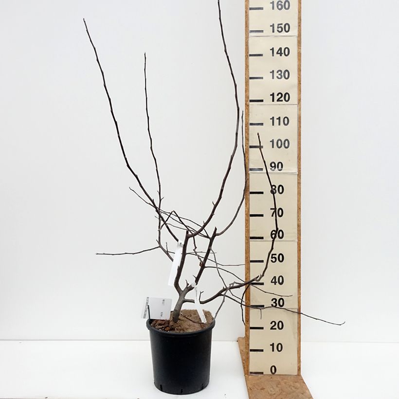 Spécimen de Malus Brandy Magic - Pommier d'ornement Pot de 12L/15L tel que livré en automne