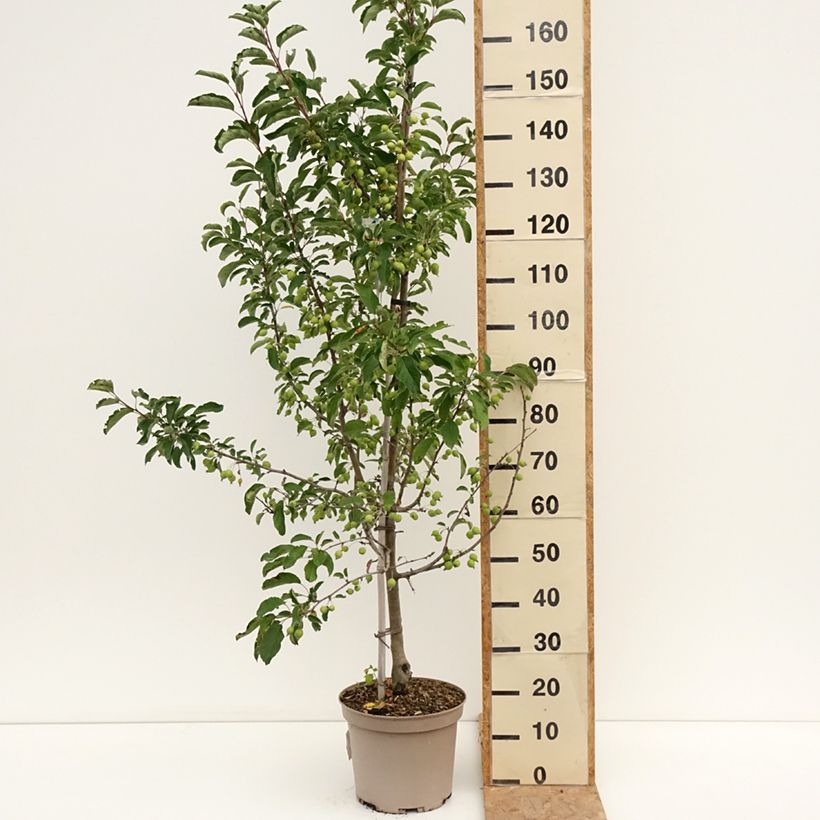 Spécimen de Malus Comtesse De Paris - Pommier d'ornement Pot de 7,5L/10L, Quenouille tel que livré en été