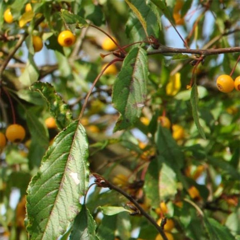 Pommier d'ornement - Malus toringo Brouwers Beauty (Feuillage)