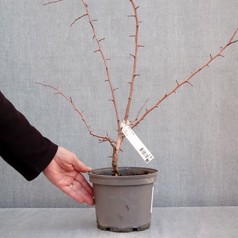 Spécimen de Malus toringo (Korean type) - Pommier d'ornement Pot de 3L/4L tel que livré en automne