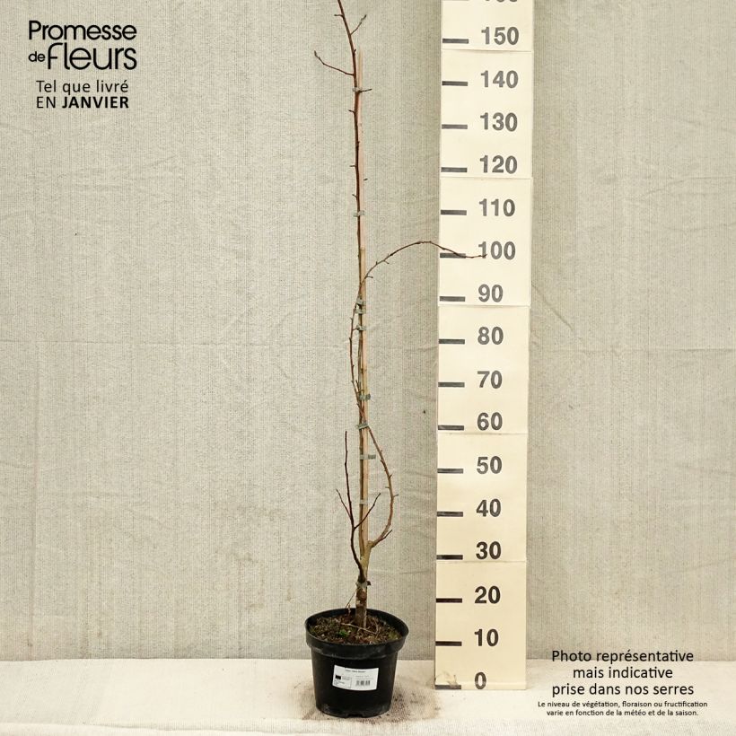 Spécimen de Malus Yellow Siberian - Pommier d'ornement Pot de 12L/15L tel que livré en hiver
