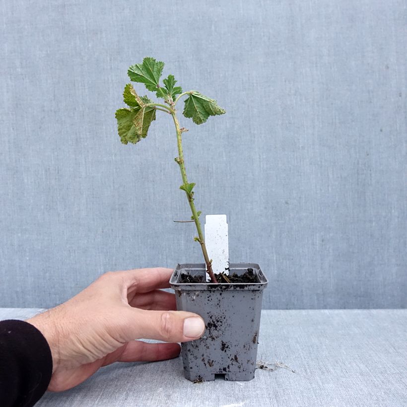 Spécimen de Malva ou Mauve sylvestris Zebrina Godet de 8/9 cm tel que livré en automne