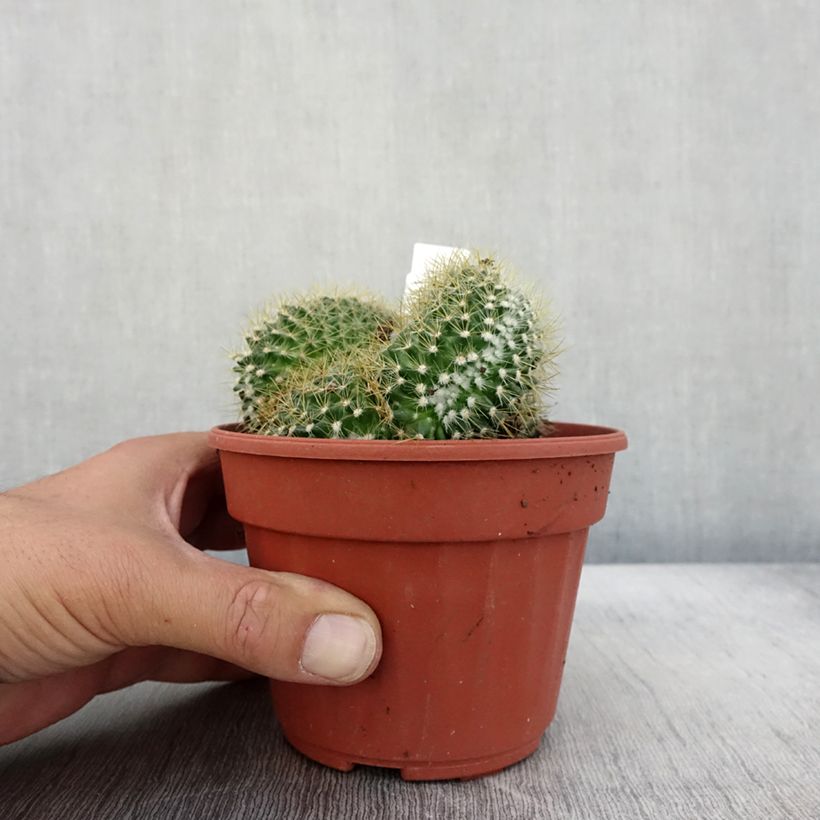 Spécimen de Mammillaria elongata Cristata Pot de 12 cm / 13 cm tel que livré en automne